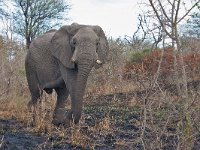 maudoc.com • African Elephant - Elefante africano - Loxodonta africana •  IMG_7608.jpg : Elefante