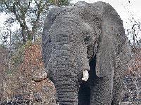 maudoc.com • African Elephant - Elefante africano - Loxodonta africana •  IMG_7613.jpg : Elefante