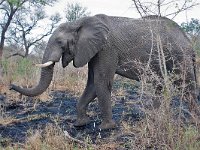 maudoc.com • African Elephant - Elefante africano - Loxodonta africana •  IMG_7616.jpg : Elefante