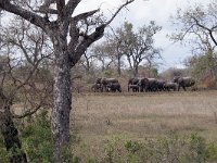 maudoc.com • African Elephant - Elefante africano - Loxodonta africana •  IMG_7718.jpg : Elefante