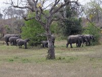 maudoc.com • African Elephant - Elefante africano - Loxodonta africana •  IMG_7739.jpg : Elefante