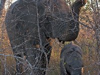 maudoc.com • African Elephant - Elefante africano - Loxodonta africana •  IMG_7759.jpg : Elefante