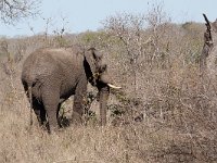 maudoc.com • African Elephant - Elefante africano - Loxodonta africana •  IMG_7804.jpg : Elefante