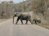 maudoc.com • African Elephant - Elefante africano - Loxodonta africana •  IMG_7929.jpg : Elefante