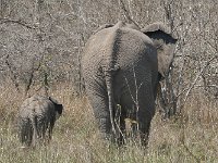 maudoc.com • African Elephant - Elefante africano - Loxodonta africana •  IMG_7936.jpg : Elefante