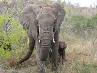 maudoc.com • African Elephant - Elefante africano - Loxodonta africana •  IMG_7978.jpg : Elefante