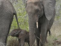 maudoc.com • African Elephant - Elefante africano - Loxodonta africana •  IMG_7984.jpg : Elefante