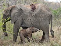 maudoc.com • African Elephant - Elefante africano - Loxodonta africana •  IMG_7987.jpg : Elefante