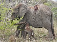 maudoc.com • African Elephant - Elefante africano - Loxodonta africana •  IMG_7992.jpg : Elefante