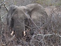 maudoc.com • African Elephant - Elefante africano - Loxodonta africana •  IMG_9697.jpg : Elefante