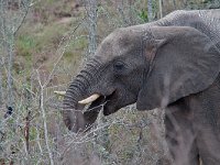 maudoc.com • African Elephant - Elefante africano - Loxodonta africana •  IMG_9703.jpg : Elefante