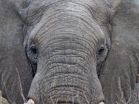 maudoc.com • African Elephant - Elefante africano - Loxodonta africana •  IMG_9825.jpg : Elefante