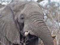 maudoc.com • African Elephant - Elefante africano - Loxodonta africana •  IMG_9829.jpg : Elefante