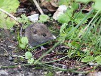 Wood Mouse - Topo selvatico - Apodemus sylvaticus