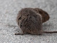 European Water Vole - Arvicola terrestre - Arvicola amphibius