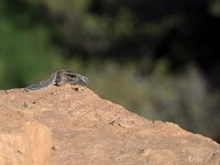maudoc.com • Barbary Ground Squirrel - Scoiattolo di terra di Barberia - Atlantoxerus getulus •  IMG_0437.jpg   Morocco : Scoiattolo di terra di Barberia
