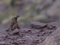 Barbary Ground Squirrel - Scoiattolo di terra di Barberia - Atlantoxerus getulus
