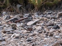 maudoc.com • Barbary Ground Squirrel - Scoiattolo di terra di Barberia - Atlantoxerus getulus •  scoiattolo02.jpg   Fuerteventura : Scoiattolo di terra di Barberia