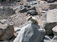 maudoc.com • Barbary Ground Squirrel - Scoiattolo di terra di Barberia - Atlantoxerus getulus •  scoiattolo04.jpg   Fuerteventura : Scoiattolo di terra di Barberia