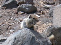 maudoc.com • Barbary Ground Squirrel - Scoiattolo di terra di Barberia - Atlantoxerus getulus •  scoiattolo06.jpg   Fuerteventura : Scoiattolo di terra di Barberia