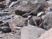 maudoc.com • Barbary Ground Squirrel - Scoiattolo di terra di Barberia - Atlantoxerus getulus •  scoiattolo09.jpg   Fuerteventura : Scoiattolo di terra di Barberia