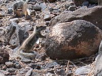 maudoc.com • Barbary Ground Squirrel - Scoiattolo di terra di Barberia - Atlantoxerus getulus •  scoiattolo10.jpg   Fuerteventura : Scoiattolo di terra di Barberia