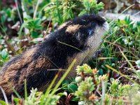 Lemming - Lemmus lemmus