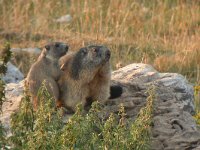 maudoc.com • Alpine Marmot - Marmotta - Marmota marmota •  DSCN3079.jpg   Monte Baldo, Italy : Marmotta