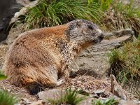 maudoc.com • Alpine Marmot - Marmotta - Marmota marmota •  IMG_0592.jpg   PN Stelvio, Italy : Marmotta
