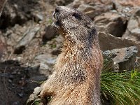 maudoc.com • Alpine Marmot - Marmotta - Marmota marmota •  IMG_0599.jpg   PN Stelvio, Italy : Marmotta