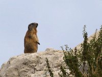 maudoc.com • Alpine Marmot - Marmotta - Marmota marmota •  IMG_1696.jpg : Marmotta