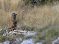 maudoc.com • Alpine Marmot - Marmotta - Marmota marmota •  IMG_2383.jpg   Lessinia, Italy : Marmotta