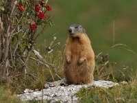 maudoc.com • Alpine Marmot - Marmotta - Marmota marmota •  IMG_2443.jpg   Lessinia, Italy : Marmotta