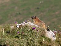 maudoc.com • Alpine Marmot - Marmotta - Marmota marmota •  IMG_4413.jpg   Lessinia, Italy : Marmotta