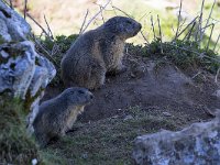 maudoc.com • Alpine Marmot - Marmotta - Marmota marmota •  IMG_5083.jpg : Marmotta