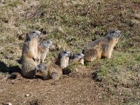 maudoc.com • Alpine Marmot - Marmotta - Marmota marmota •  IMG_6502.jpg   Lessinia, Italy : marmotta