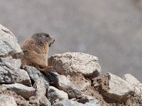 Alpine Marmot - Marmotta - Marmota marmota