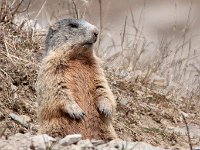 maudoc.com • Alpine Marmot - Marmotta - Marmota marmota •  IMG_6770.jpg   Livigno, Italy : Marmotta