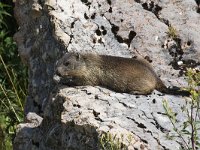 maudoc.com • Alpine Marmot - Marmotta - Marmota marmota •  IMG_8028.jpg   Lessinia, Italy : Marmotta