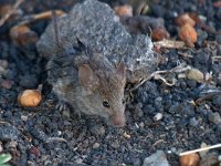 House Mouse - Topo comune - Mus musculus