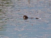 maudoc.com • Coypu - Nutria - Myocastor coypus •  IMG_6295.jpg : Nutria