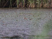 maudoc.com • Coypu - Nutria - Myocastor coypus •  IMG_6303.jpg : Nutria