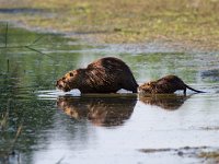 Coypu - Nutria - Myocastor coypus