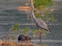 maudoc.com • Coypu - Nutria - Myocastor coypus •  airone_ce05.jpg   with Gray Heron : Airone cenerino, Nutria