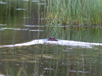 maudoc.com • Muskrat - Topo muschiato - Ondatra zibethicus •  IMG_4026.jpg   Lapland, Finland : Topo muschiato