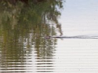 maudoc.com • Muskrat - Topo muschiato - Ondatra zibethicus •  IMG_4031.jpg : Topo muschiato