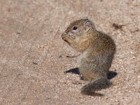 Smith&#39;s Bush Squirrel - Scoiattolo di Smith - Paraxerus cepapi