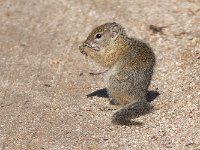 maudoc.com • Smith's Bush Squirrel - Scoiattolo di Smith - Paraxerus cepapi •  IMG_9889.jpg : Scoiattolo di Smith - Smith's Bush Squirrel