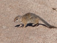 maudoc.com • Smith's Bush Squirrel - Scoiattolo di Smith - Paraxerus cepapi •  IMG_9892.jpg   Kruger NP, South Africa : Scoiattolo di Smith - Smith's Bush Squirrel