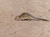 maudoc.com • Smith's Bush Squirrel - Scoiattolo di Smith - Paraxerus cepapi •  IMG_9893.jpg   South Africa : Scoiattolo di Smith - Smith's Bush Squirrel